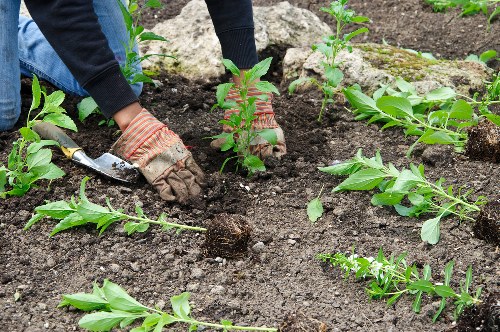 Professional arborist carrying out tree pruning in Ickenham